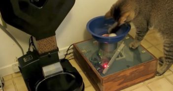 Tuesday Sweep: 25 July 2017 cat dropping ball into a contraption next to a large automatic cat feeder