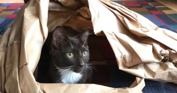 Tuesday Sweep: 18 July 2017 cat hiding inside a swirl of brown paper