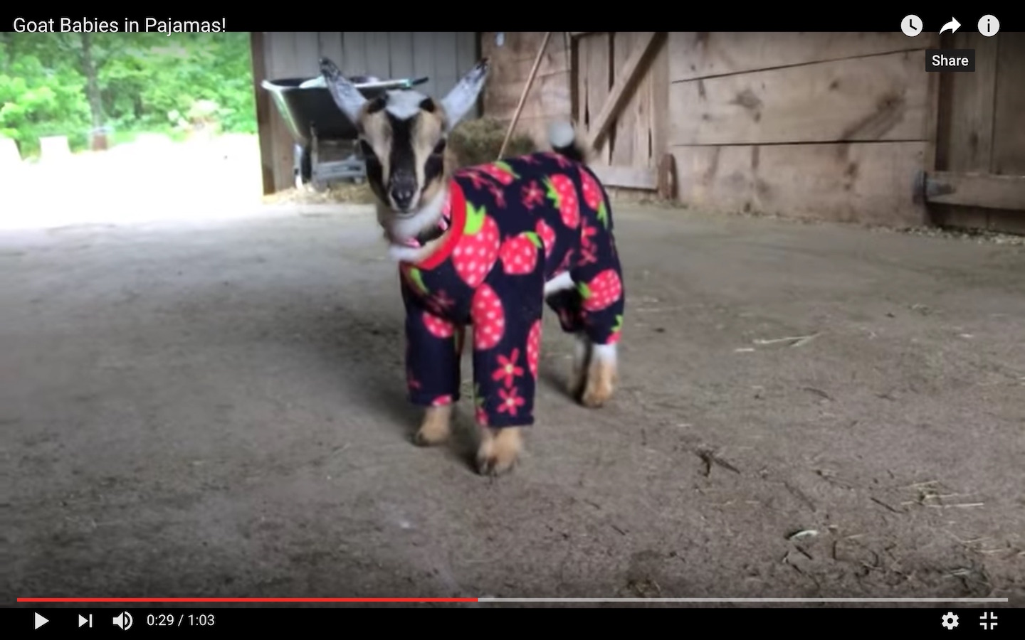 A baby goat standing in barn wearing infant pajamas with strawberries or raspberries on it. It's hard to tell.