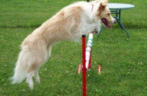 blonde border collie jumping over bar