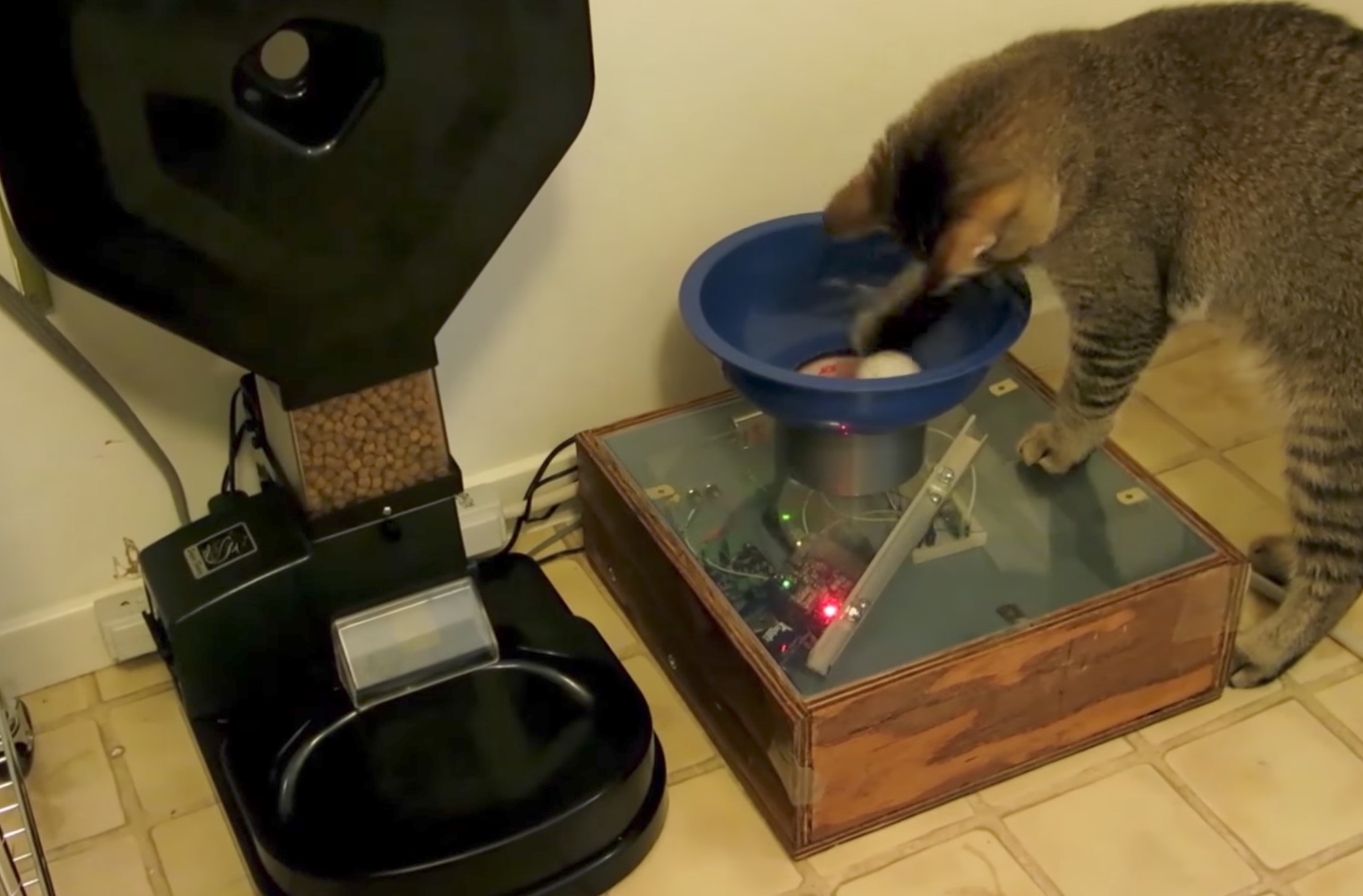 cat dropping ball into a contraption next to a large automatic cat feeder