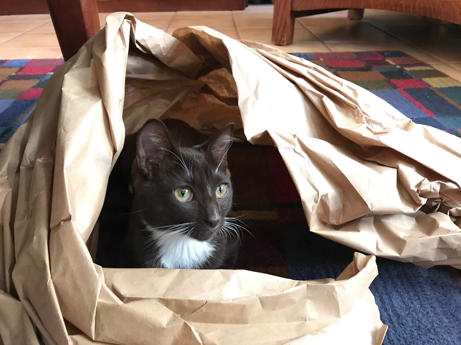cat hiding inside a swirl of brown paper