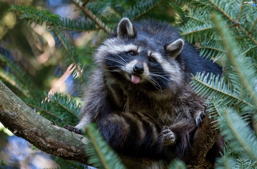 Raccoon in pine tree sticking out it's tounge