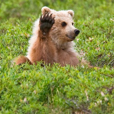 Very calm bear in field with paw raised as if to block the camera. 