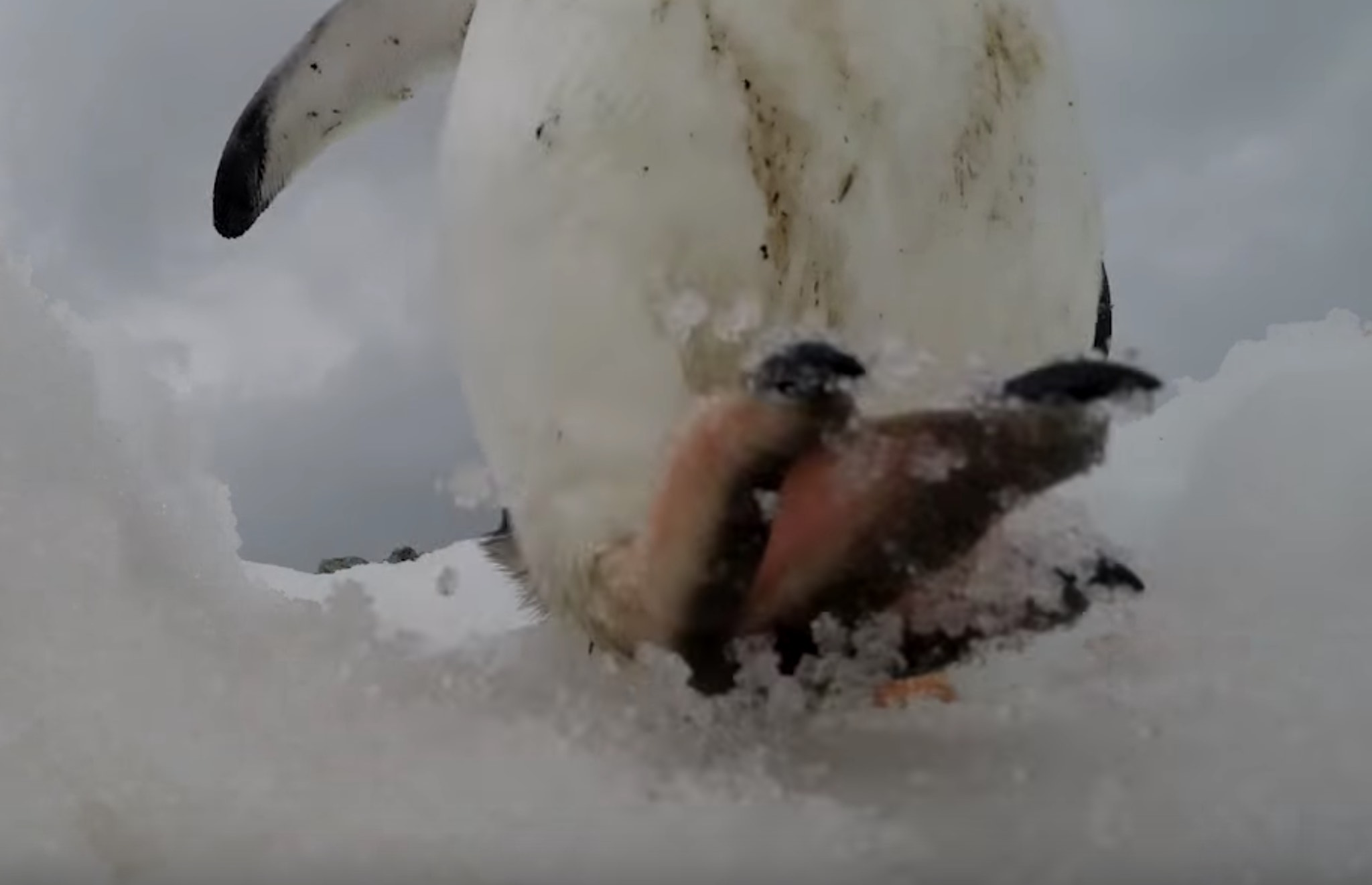 penguin's foot stepping down onto the camera's lens