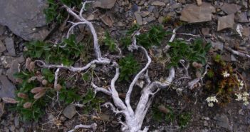 Tuesday Sweep: 19 June 2018 Small tree, pulled up by the roots laying on wet stones.