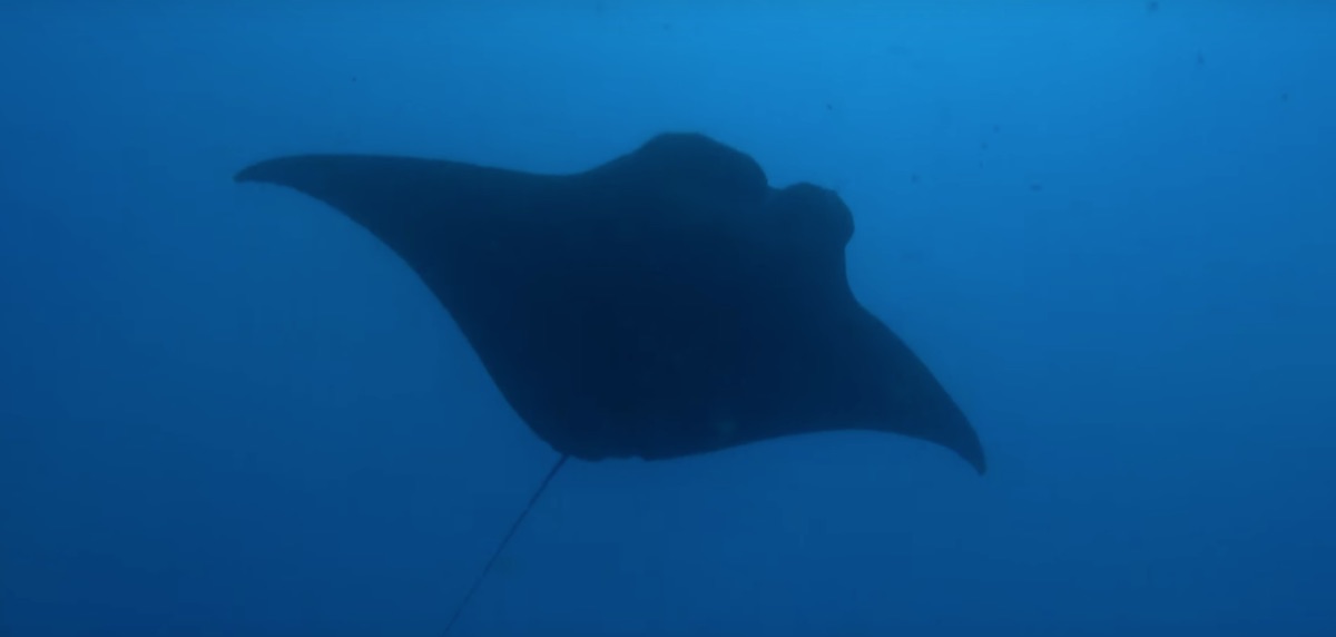 stingray photographed from below silhouetted against a blue sea.