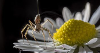 Tuesday Sweep: 17 July 2018 A spider about to take flight, just barely still touch the petal of a daisy
