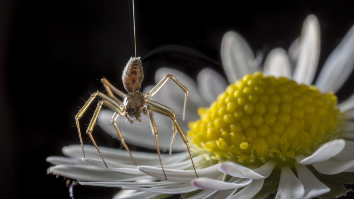 A spider about to take flight, just barely still touch the petal of a daisy