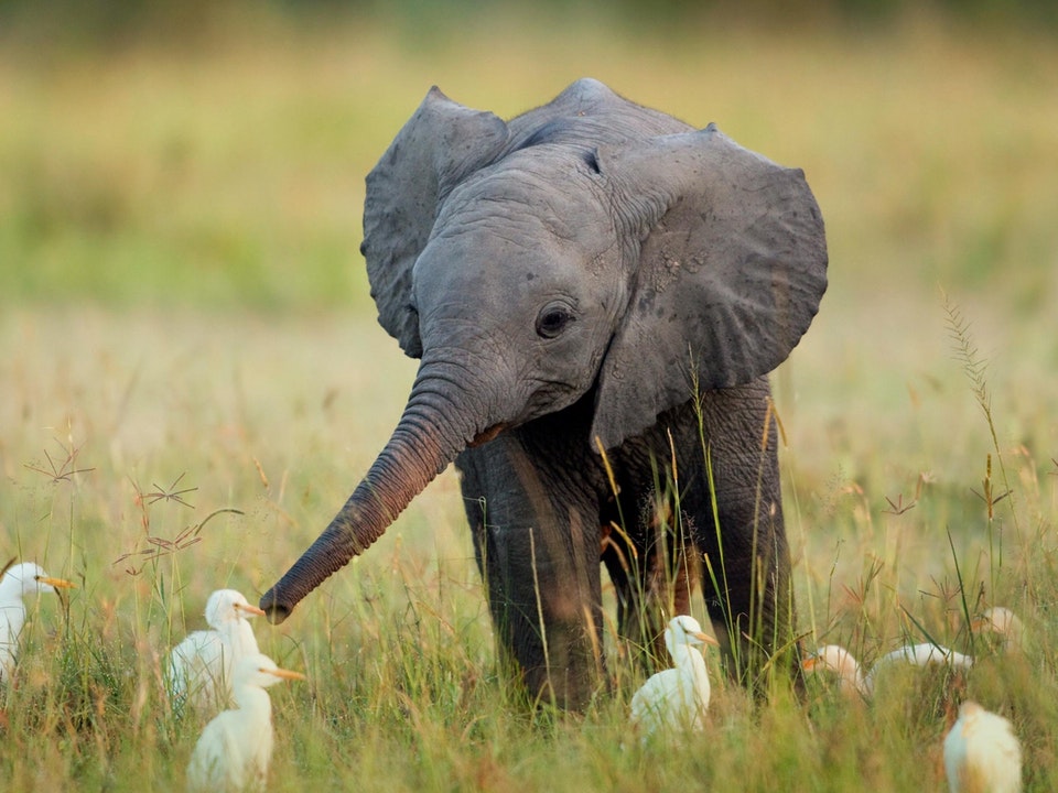Baby Elephant with egrets in a grassy field