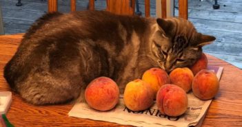 Tuesday Sweep: 14 August 2018 a cat, snuggled in with a cluster of peaches on a wooden table