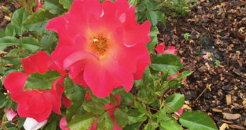 Tuesday Sweep: 16 October 2018 Bright pink rose on a bush with other roses in the back ground.