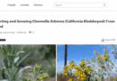 How To Grow California Bladderpod From Seed