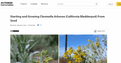 How To Grow California Bladderpod From Seed
