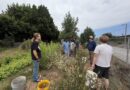 Solarpunk Visit to the Westwood Greenway